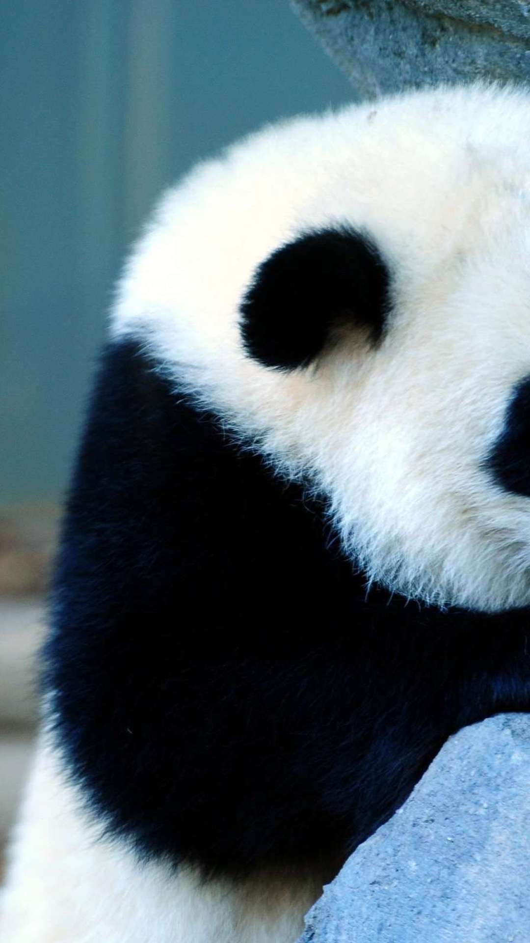 Anime Panda